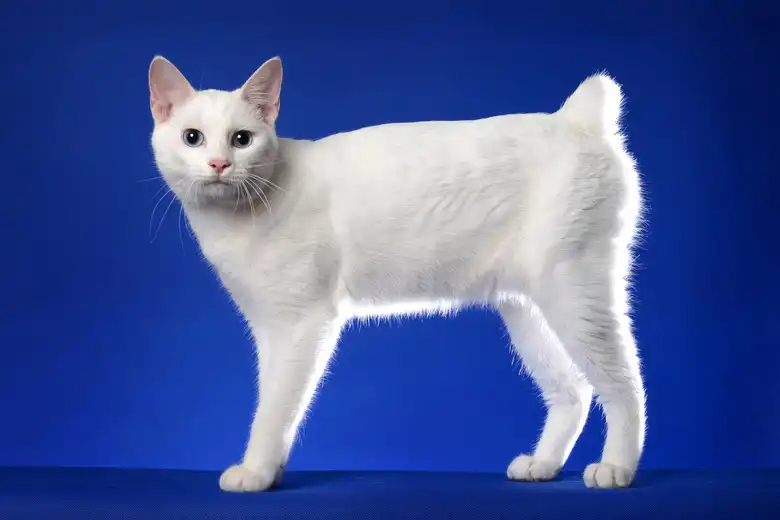 Japanese Bobtail Cat Breed Characteristics