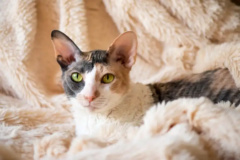 Cornish Rex Cat Breed Characteristics
