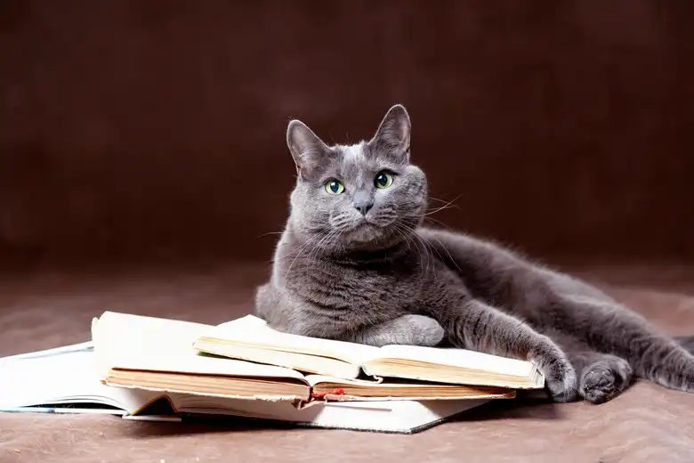 Russian Blue Cat Breed Facts & Information