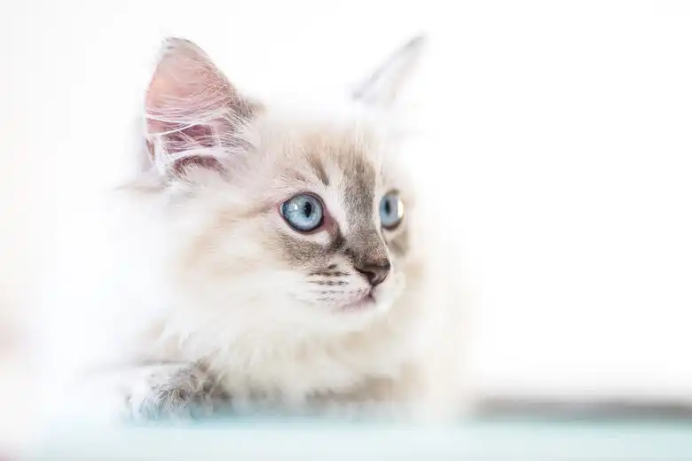 White Cat Names! Here Are 300+ Perfect Names For White Cats