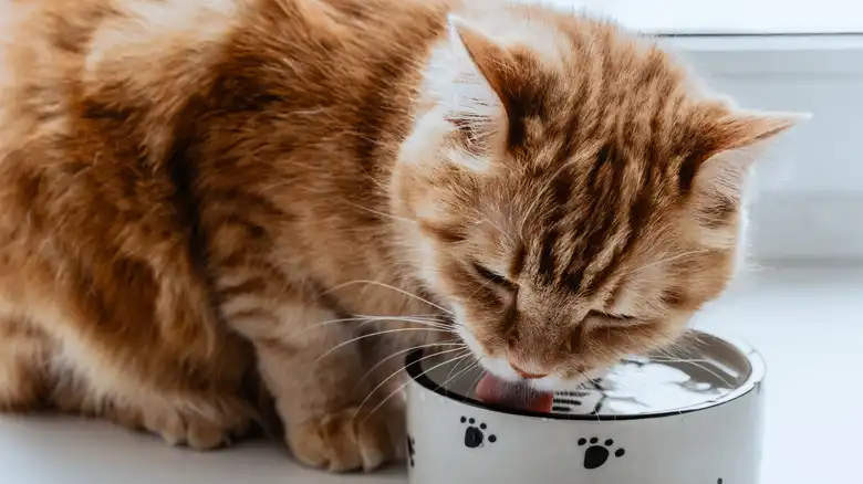 4 Signs That Your Cat Is Dehydrated