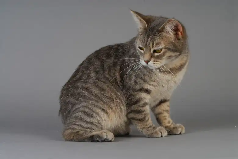 Manx Cat Breed Characteristics