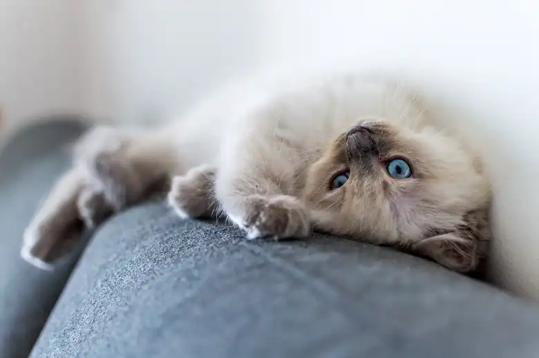 What Is The Ragdoll Cat Price? Here's How Much Ragdoll Cats Cost