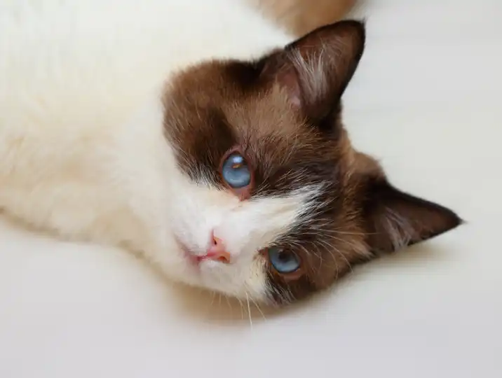 Snowshoe Cat Breed Characteristics
