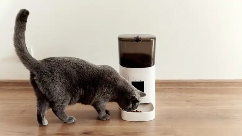 Automatic Cat Feeder Pros And Cons - Are They Worth It?