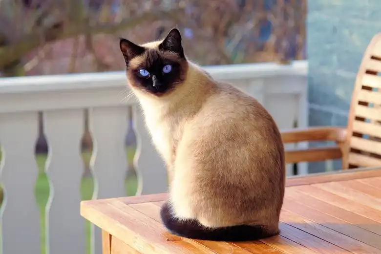 Siamese Cat Breed Characteristics