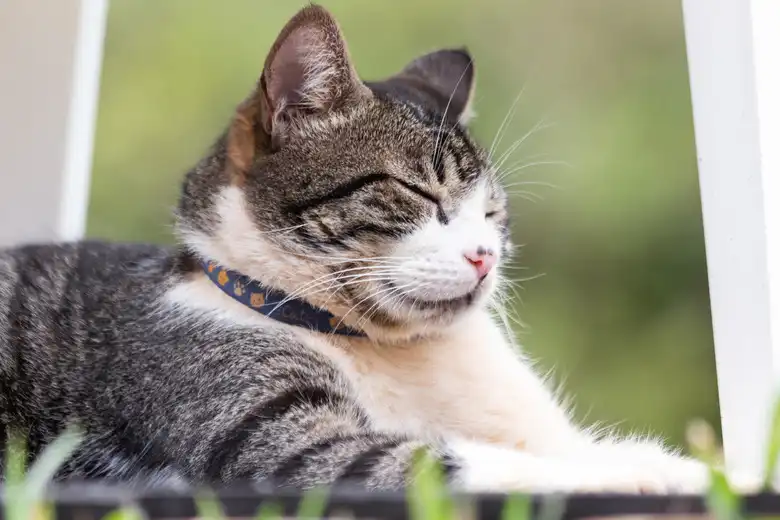 American Wirehair Cat Breed Characteristics
