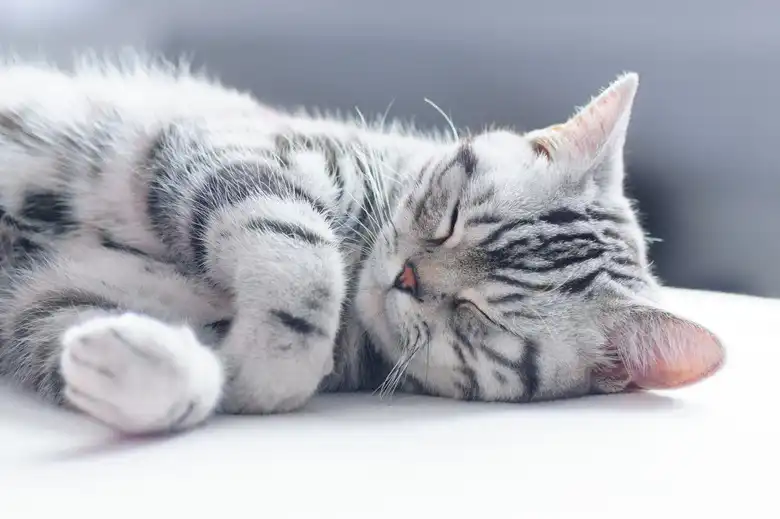 American Shorthair Cat Breed Characteristics