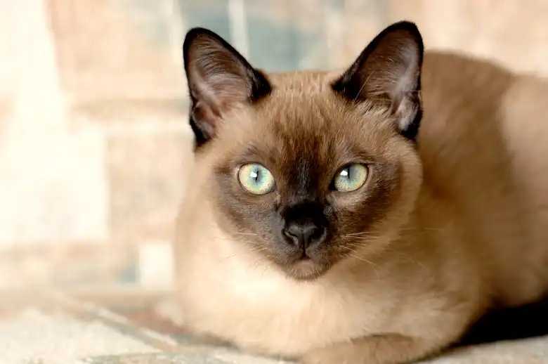 Tonkinese Cat Breed Characteristics